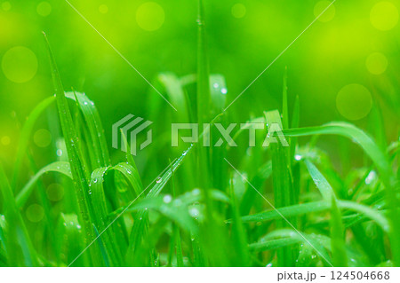 Close-up photo of green grass leaves after rain or with dew drops. Natural environment, wild plants. blank for screensaver or design, wallpaper. Change of seasons, succulent grass, lawn, cultivation. 124504668