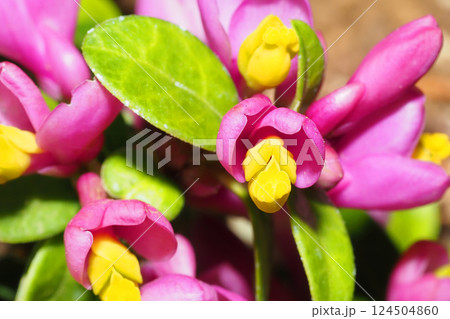 トキワヒメハギの花 トキワヒメハギの花 124504860