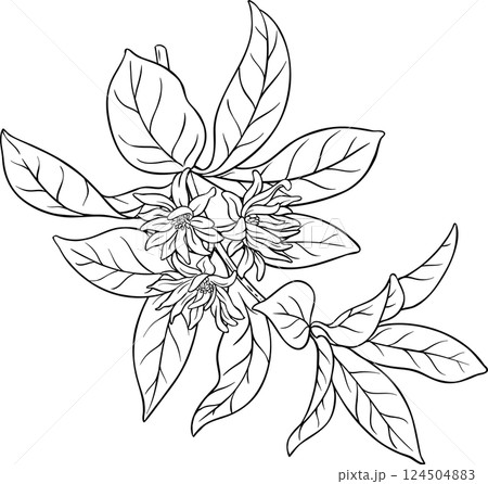 Anise Branch with Flowers Outline Illustration. 124504883