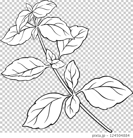 Basil Branch with Leaves Outline Illustration Basil Branch with Leaves Outline Illustration 124504884