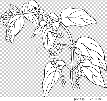 Black Pepper Branch  Outline Illustration 124504885