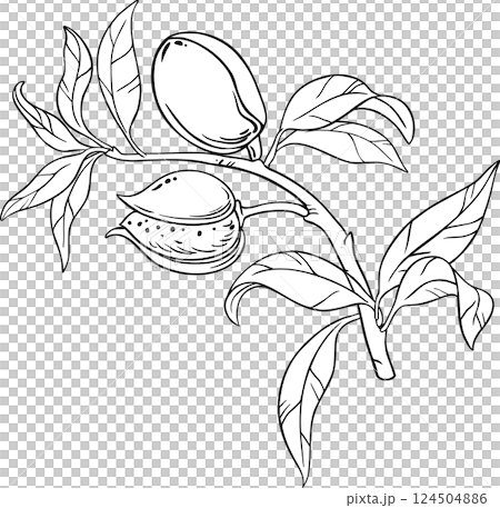 Almond Branch with Nuts and Leaves Outline Illustration. Organic natural nutritional healthy food ingredient, vegetarian diet product. 124504886
