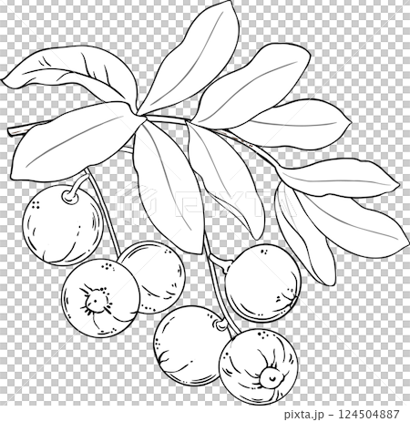 Brazil Nut Branch with Nuts and Leaves Outline Illustration. Organic natural nutritional healthy food ingredient, vegetarian diet product.  Brazil Nut Branch with Nuts and Leaves Outline Illustration. Organic natural nutritional healthy food ingredient, vegetarian diet product.  124504887
