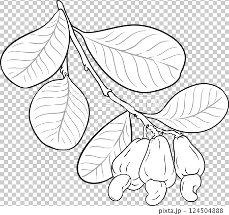 Cashew Branch with Nuts and Leaves Outline Illustration. Organic natural nutritional healthy food ingredient, vegetarian diet product.  124504888