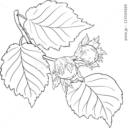 Hazelnut Branch with Nuts and Leaves Outline Illustration. Organic natural nutritional healthy food ingredient, vegetarian diet product.  124504889