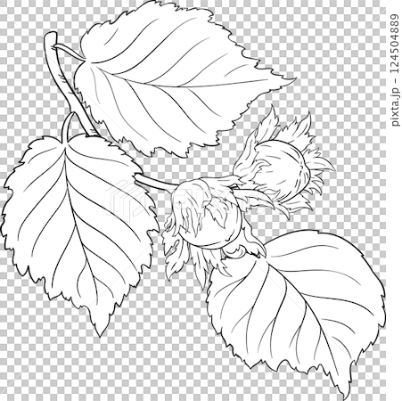 Hazelnut Branch with Nuts and Leaves Outline Illustration. Organic natural nutritional healthy food ingredient, vegetarian diet product.  124504889