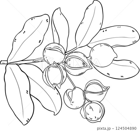 Macadamia Branch Outline Illustration. 124504890