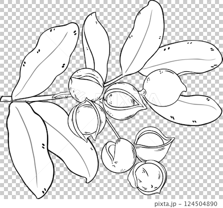 Macadamia Branch Outline Illustration. 124504890