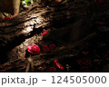 散り椿　五　2025 124505000