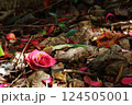 散り椿　六　2025 124505001
