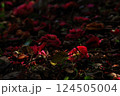 散り椿　九　2025 124505004