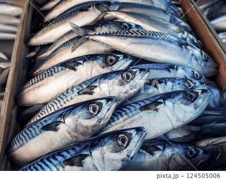 鯖 サバ - 新鮮な鮮魚シリーズ 124505006