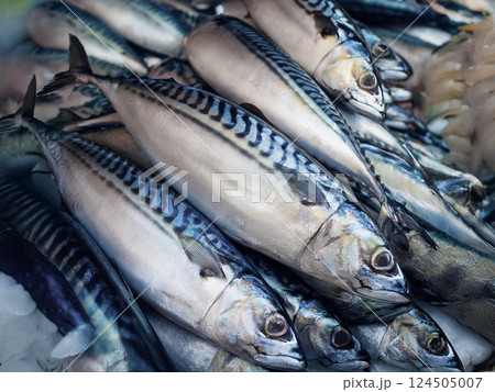 鯖 サバ - 新鮮な鮮魚シリーズ 124505007