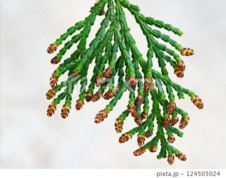花粉を飛ばし始めたヒノキの雄花 124505024