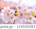ふんわりとした桜 124505083
