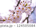 ふんわりとした桜 124505084