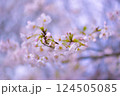 ふんわりとした桜 124505085