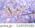 ふんわりとした桜 124505086