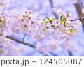 ふんわりとした桜 124505087