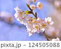 ふんわりとした桜 124505088