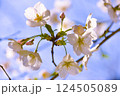 ふんわりとした桜 124505089