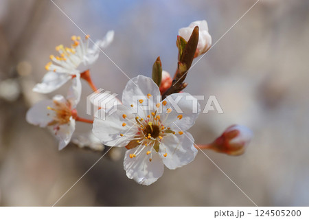 スモモの花 スモモの花 124505200