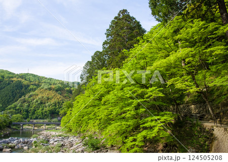 香嵐渓の新緑《愛知県豊田市足助町》 香嵐渓の新緑《愛知県豊田市足助町》 124505208