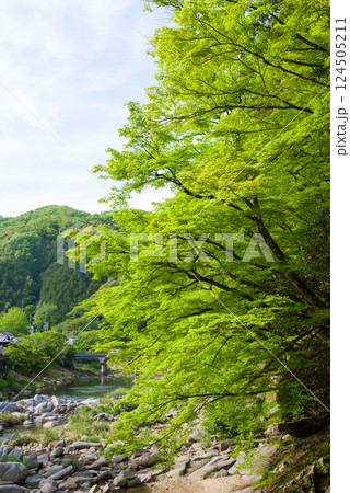 香嵐渓の新緑《愛知県豊田市足助町》 124505211