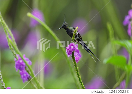 カンムリトゲオハチドリ 124505228