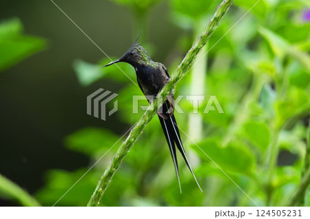 カンムリトゲオハチドリ 124505231
