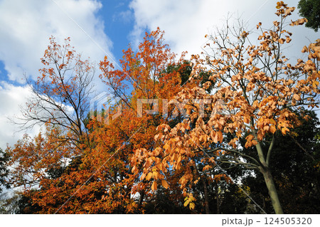 アオギリの紅葉 124505320