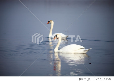2羽のオオハクチョウ 124505490
