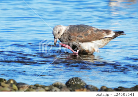 カモメ 124505541