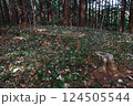 太白山自然観察の森に群生するセリバオウレン 124505544