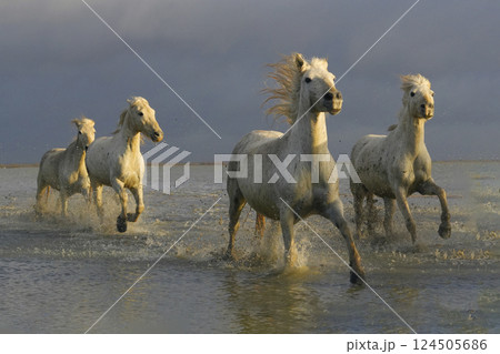 カマルグの白馬 124505686
