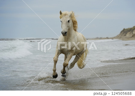 カマルグの白馬 124505688