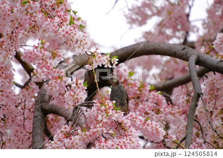 桜の木にとまるヒヨドリ 桜の木にとまるヒヨドリ 124505814