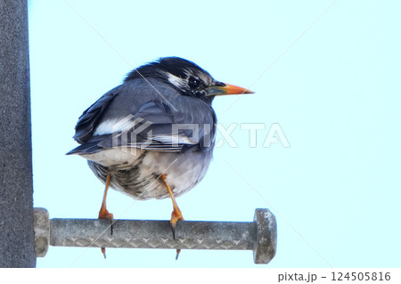 ムクドリ 124505816