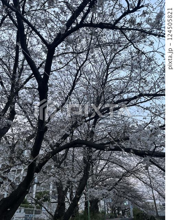 満開になった桜の木 満開になった桜の木 124505821