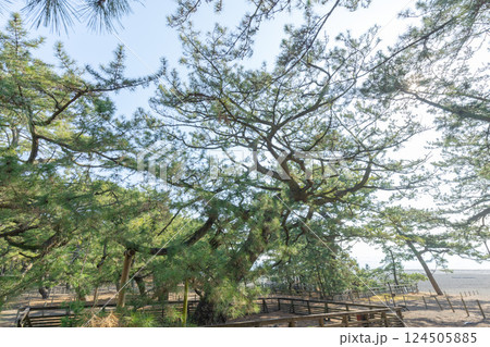 羽衣の松 (三代目) 124505885