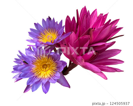 水蓮の花、スリランカの寺院のお供えの花束 124505937