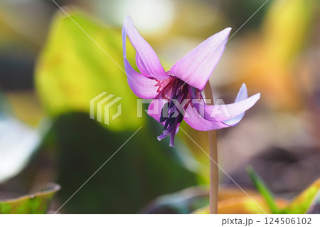 カタクリの花 124506102
