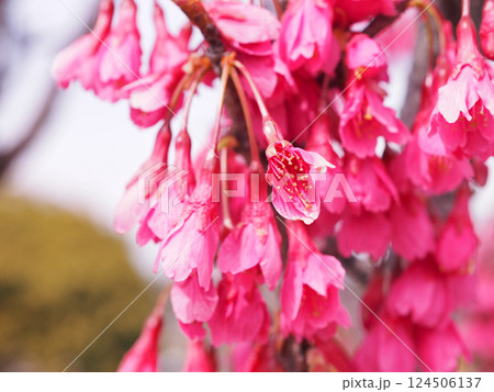 カンヒザクラ　ヒカンザクラ 124506137