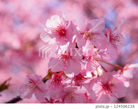 河津桜 124506138