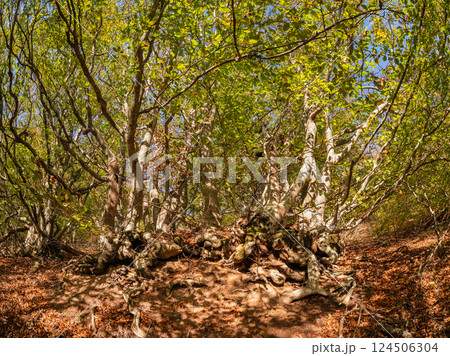Sunny beech forest. Shadow trail. Sunny beech forest. Shadow trail. 124506304