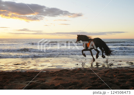 海岸を走るフリージアン 海岸を走るフリージアン 124506473