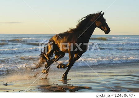 海岸を走るフリージアン 海岸を走るフリージアン 124506477