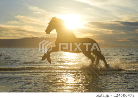 海岸を走るフリージアン 124506478