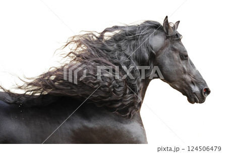 海岸を走るフリージアン 124506479