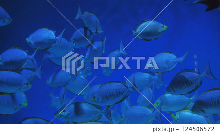 School of fish swimming in deep blue water School of fish swimming in deep blue water 124506572